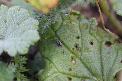 Longitarsus dorsalis