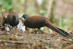 Polyplectron inopinatum