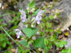 Lamium garganicum