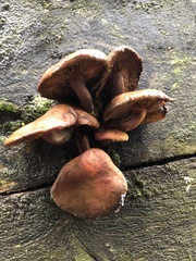Hypholoma lateritium