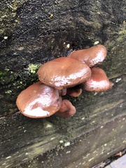 Hypholoma lateritium