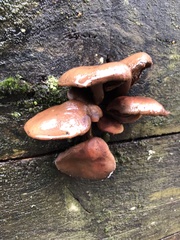 Hypholoma lateritium