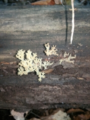 Artomyces pyxidatus