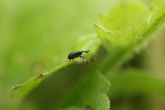 Ceratapion onopordi