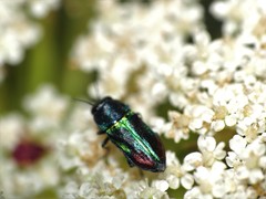 Bilyaxia concinna