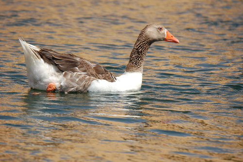 Domestic Greylag Goose