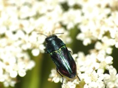 Bilyaxia concinna
