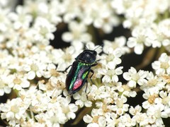 Bilyaxia concinna