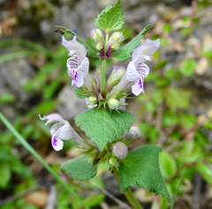 Lamium garganicum