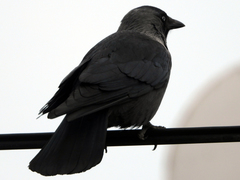 Corvus monedula