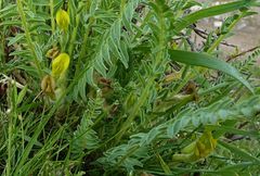 Astragalus farctissimus