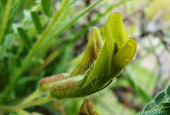 Astragalus farctissimus