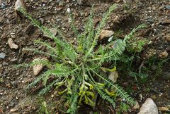 Astragalus farctissimus