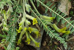 Astragalus farctissimus