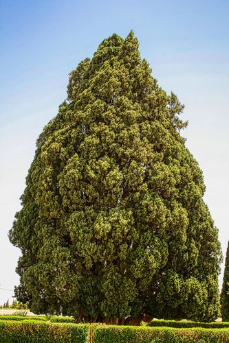 Mediterranean cypress