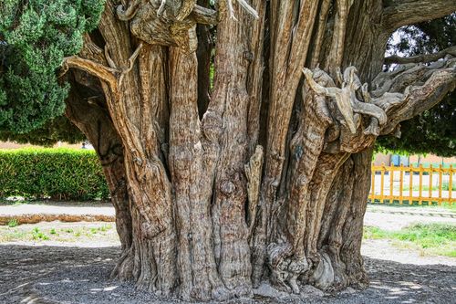 Mediterranean cypress