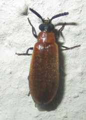 Physciolagria singularicornis