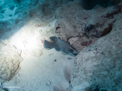 Rypticus saponaceus