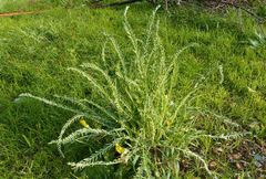 Astragalus farctissimus