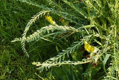 Astragalus farctissimus