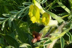 Astragalus farctissimus