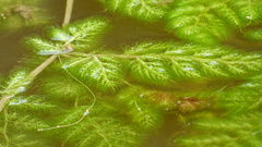 Utricularia foliosa