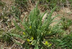 Astragalus farctissimus