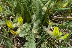 Astragalus farctissimus