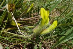 Astragalus farctissimus