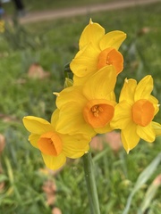 Narcissus tazetta
