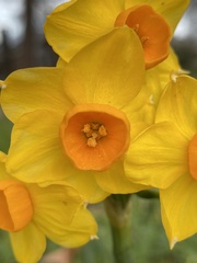 Narcissus tazetta