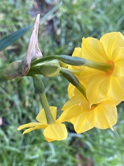 Narcissus tazetta