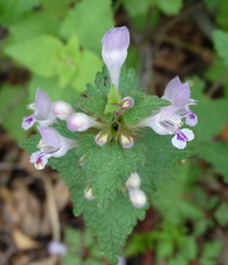 Lamium garganicum
