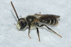 Andrena personata