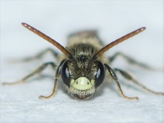 Andrena personata