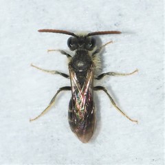 Andrena personata