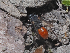 Nomada fabriciana