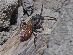 Nomada fabriciana