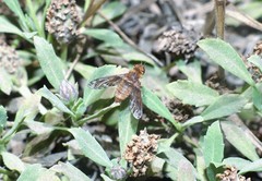 Paranthrax rufiventris