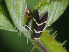 Lampronia flavimitrella