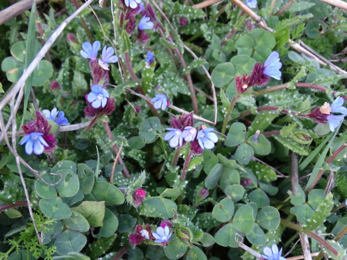 Buglossa cretese