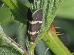 Lampronia flavimitrella