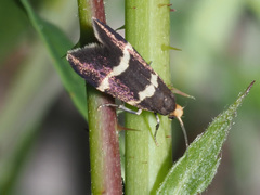 Lampronia flavimitrella