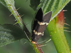 Lampronia flavimitrella