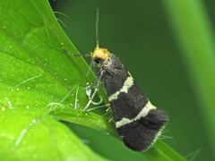Lampronia flavimitrella