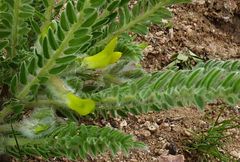 Astragalus farctissimus