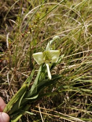 Habenaria epipactidea