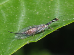 Xanthostigma xanthostigma