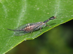 Xanthostigma xanthostigma