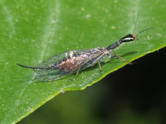 Xanthostigma xanthostigma